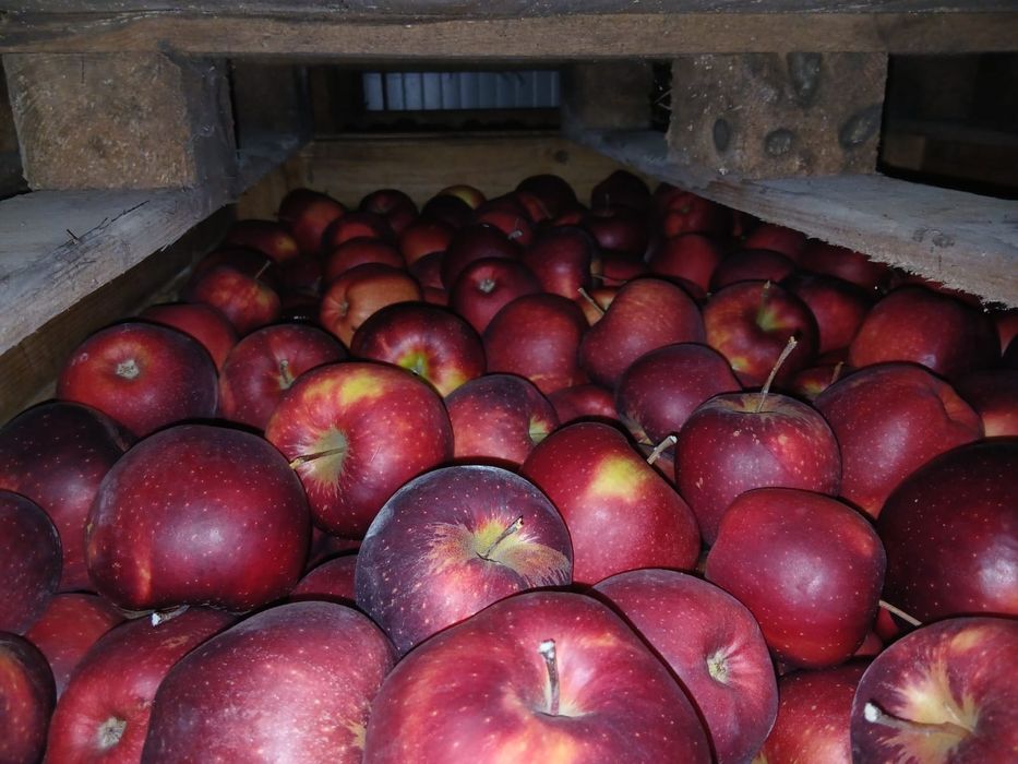 Vind mere Polonia calitatea extra