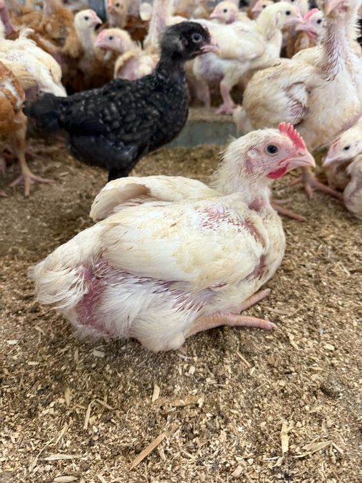 Pui alb de carne  și pui rasă mixtă