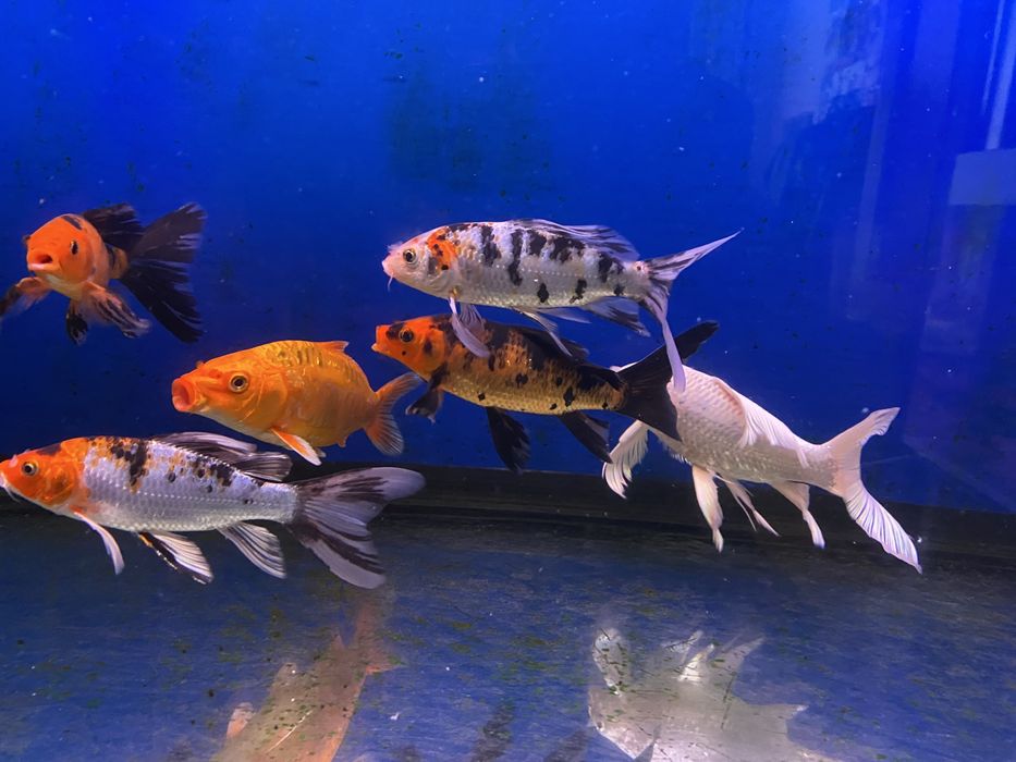 Продаю вуалевых карпов кои