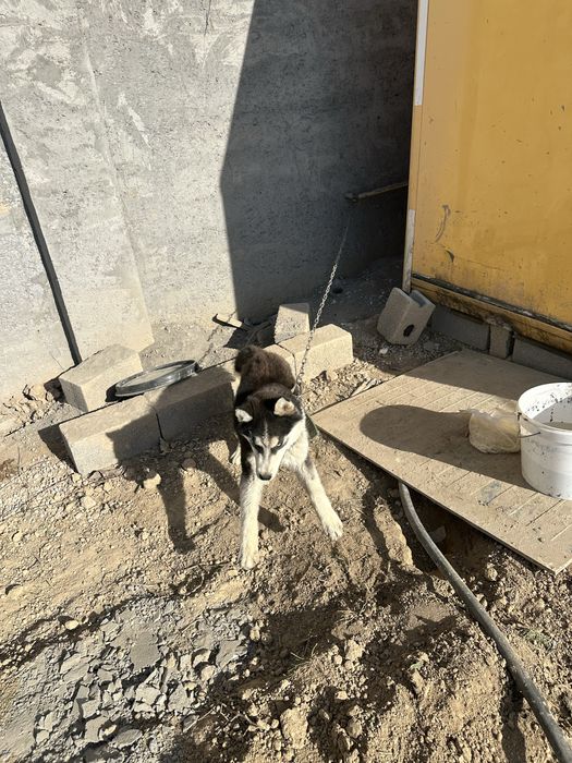 Хаски дружелюбный барон