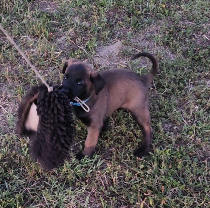Ciobănesc belgian malinois cu pedigree