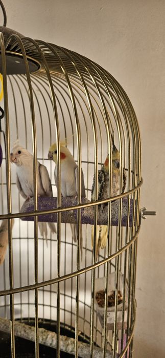 Papagali, 3 nimfe + colivie mare