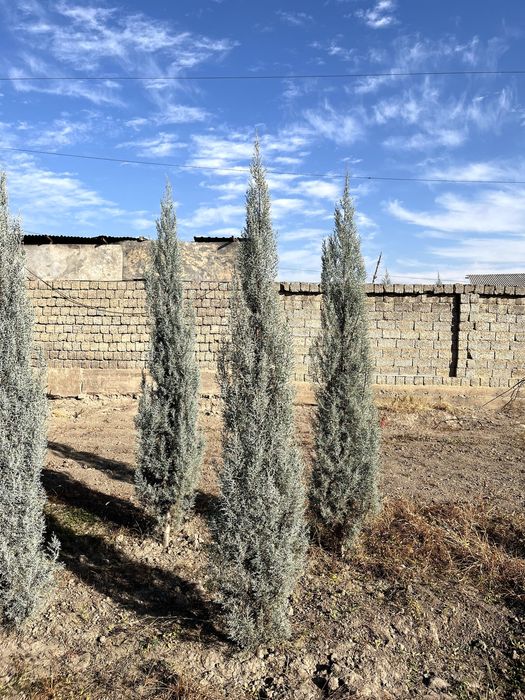 продаются ёлки,арча сотилади