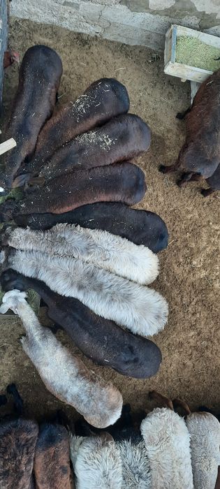 май семиз токты тусак кой кошкар