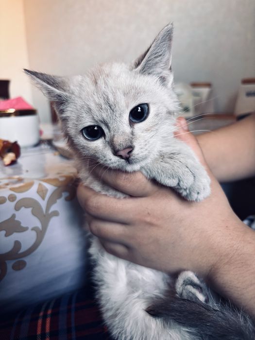 Котёнок окраска линкс-пойнт