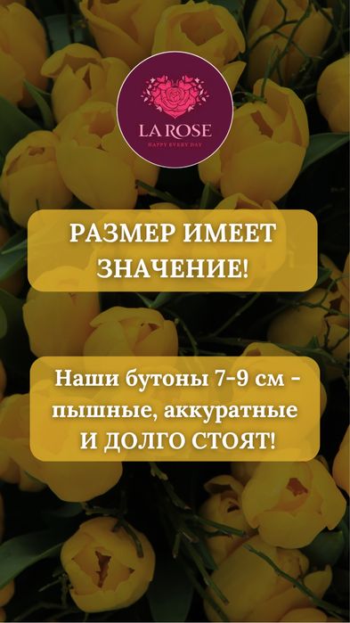 Свежие Тюльпаны оптом.