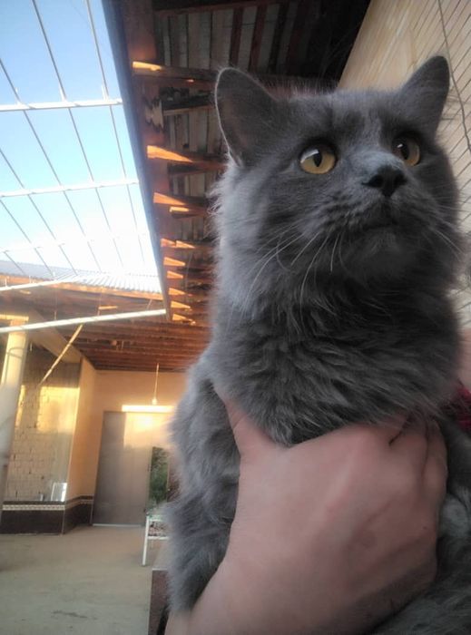 Продам кота в хорошие руки