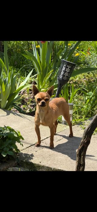 4 Мини-пинчерчета