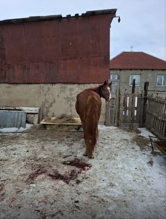 Жылқы сатамын тайлар, үш жасар дөнен