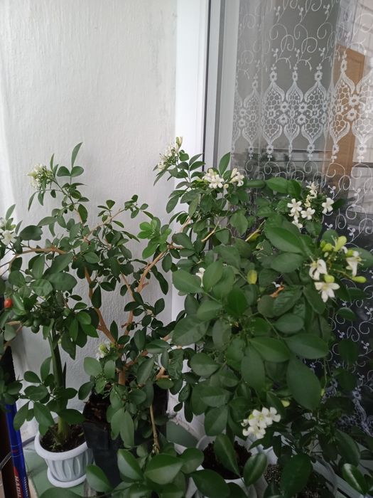 Продам саженцы Мурраи.