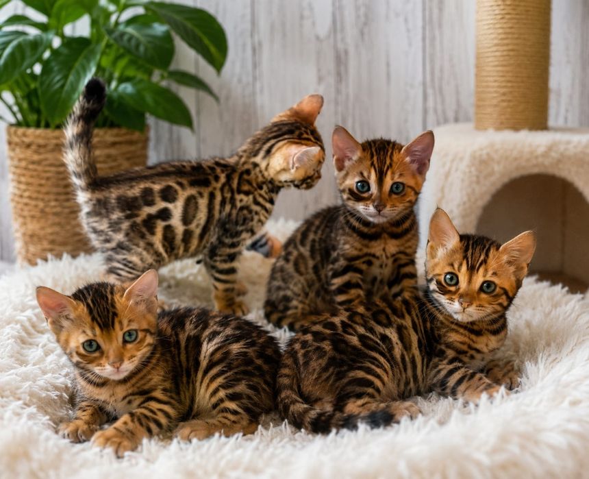 Бенгальские котята
