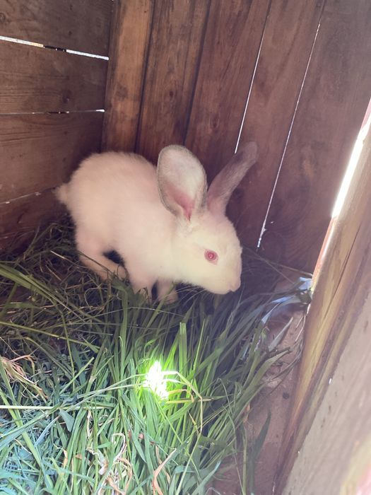 Крол 1,5 месяца