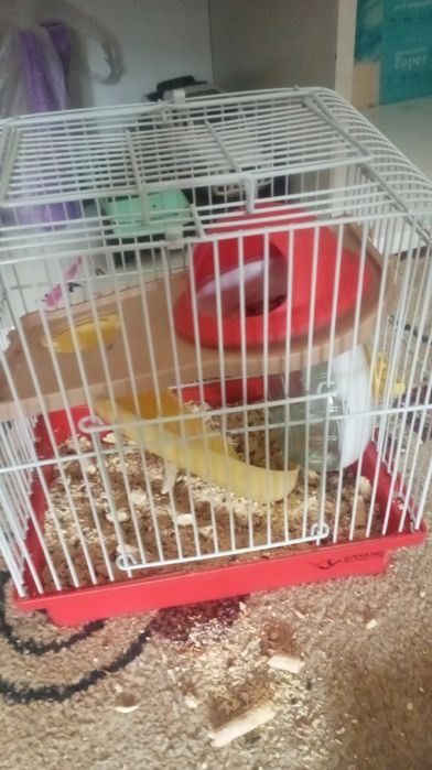 Хомяк джунгарский