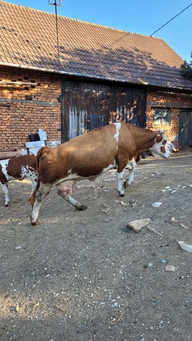 Vaca tanara gestanta  cu tot cu vitea la pachet