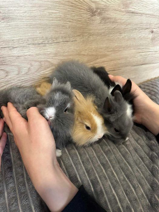 Малки декоративни зайчета