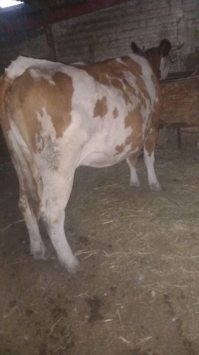 Vaca de vanzare,
