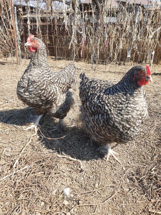 Инкубационные яйцо