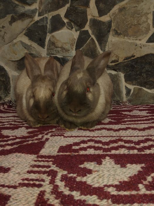 Vand iepuri de rasa sanatosi