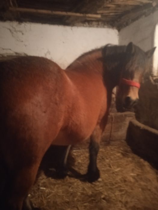 Iapa gestanta de 9 luni