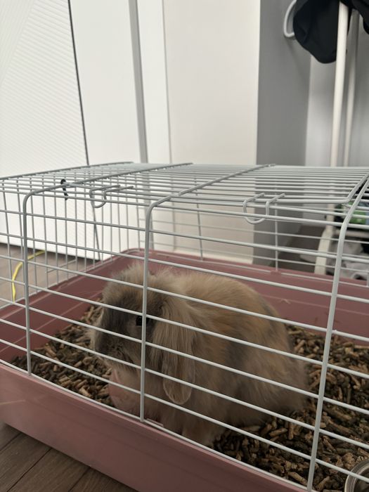 Вислоухий кролик