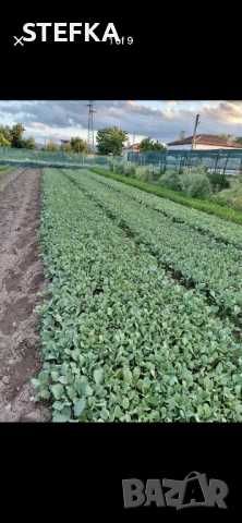 Продавам разсад зеле