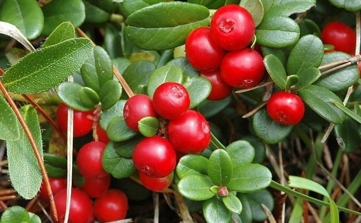 Arbuști Fructiferi (Merișor)