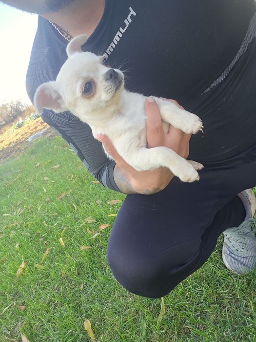 Чихуахуа момче и момиче