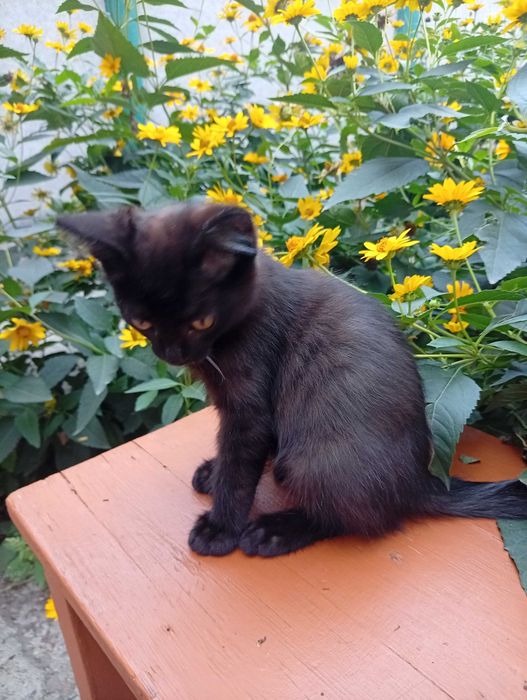 Котята сообразительные