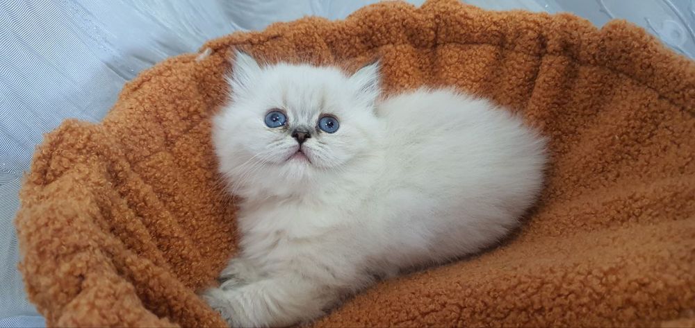Пушистое счастье ищет свой дом!