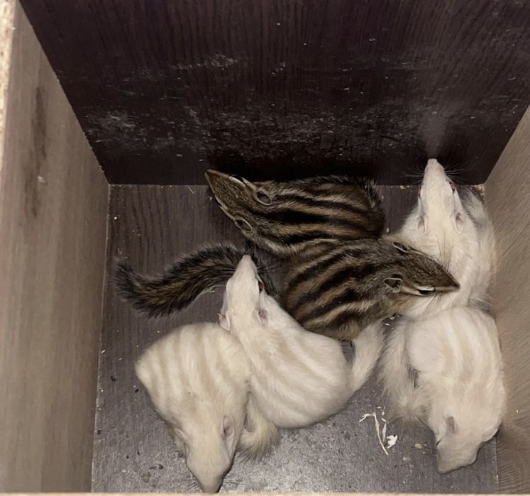 veverite siberiene transport in țara
detin ambele culori maro si alb