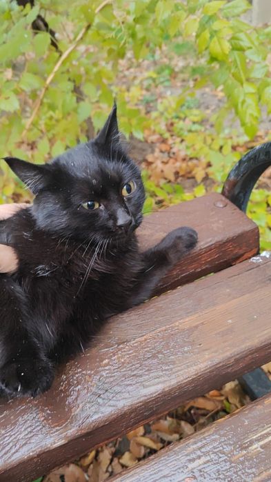 Кошка срочно ищет дом