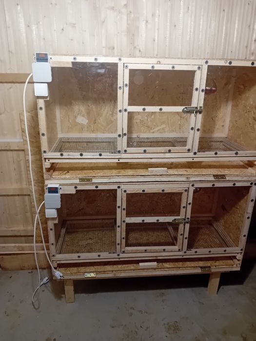 Maternitate creștere pui