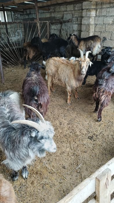 Лақты ешкілер сатылады.