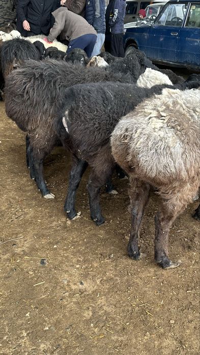 Бордақы семіз қойлар