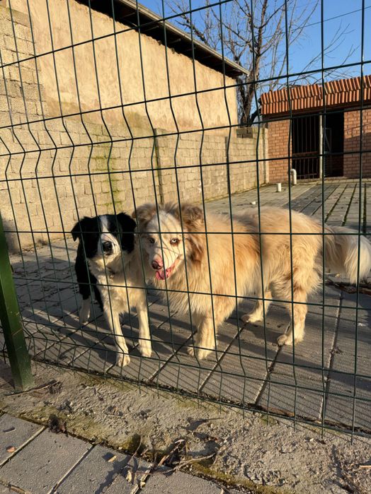 Чистокровный бордер колли