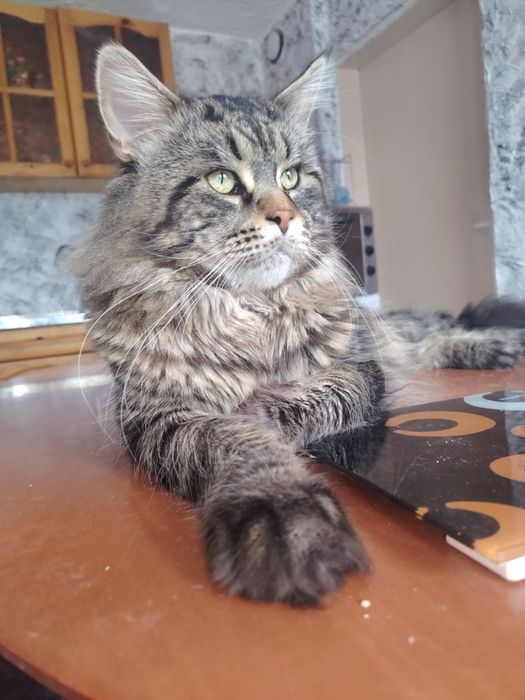 Чистокръвни котета Мейн Кун, Мейн Куун