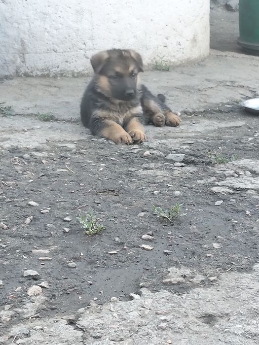 Щенки немецкой овчарки