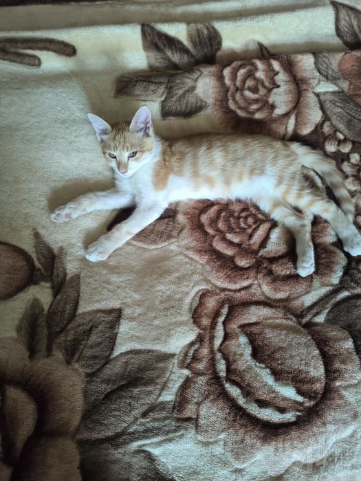 Отдаем котят в добрые руки