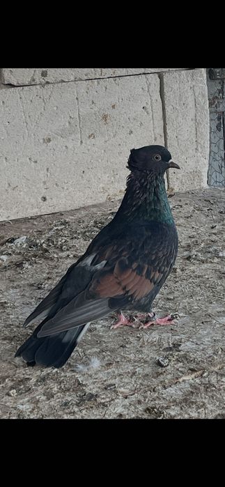 Lot 10 porumbei