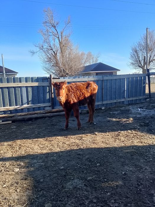 Баспак сатылады урғашы