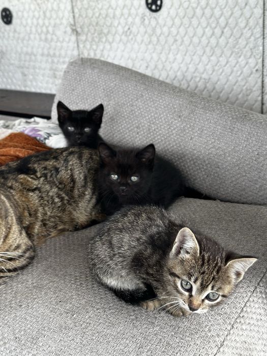 Очаровательные котята в самые добрые руки!