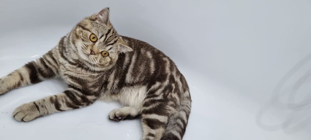 Британские Котята.