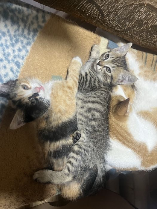 отдам котят бесплатно