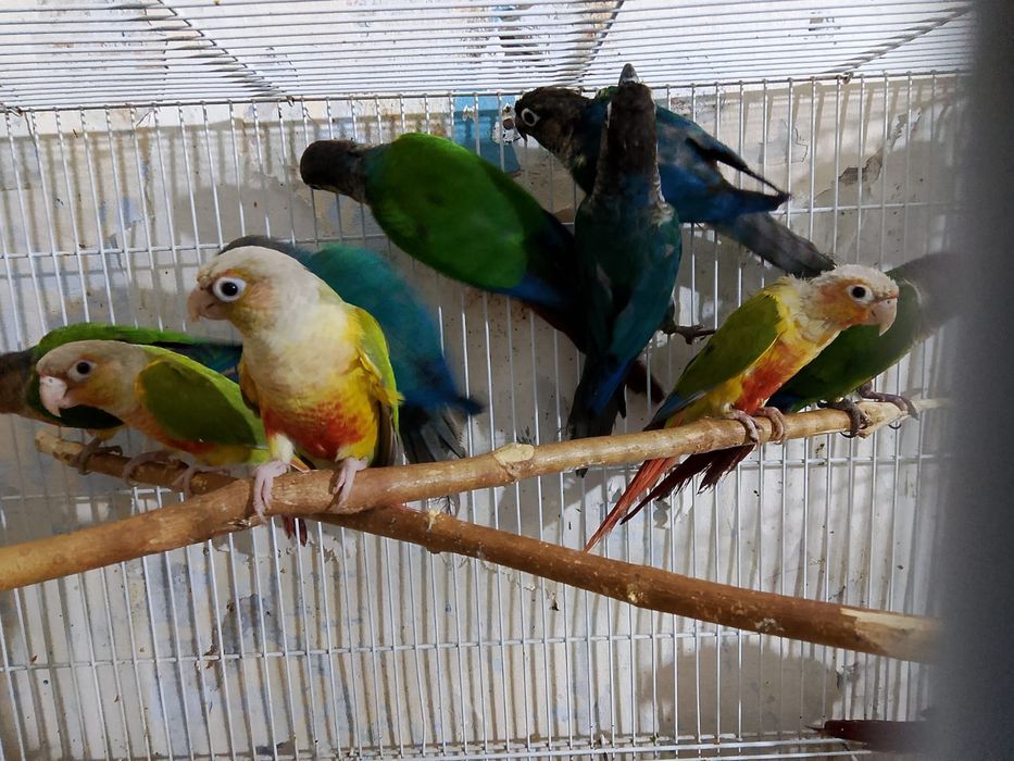 Продам ручные папугаи 120 тысяч