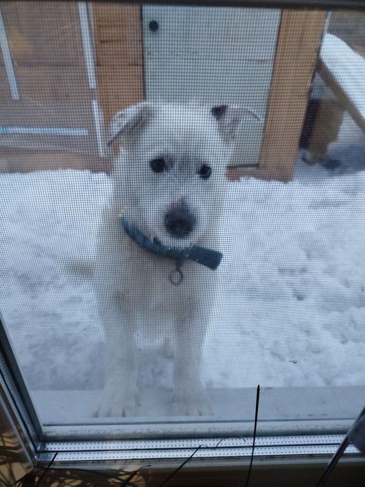 Кобель. Вязка. Бесплатно.