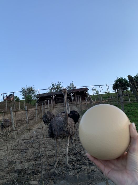 Struți, oua proaspete