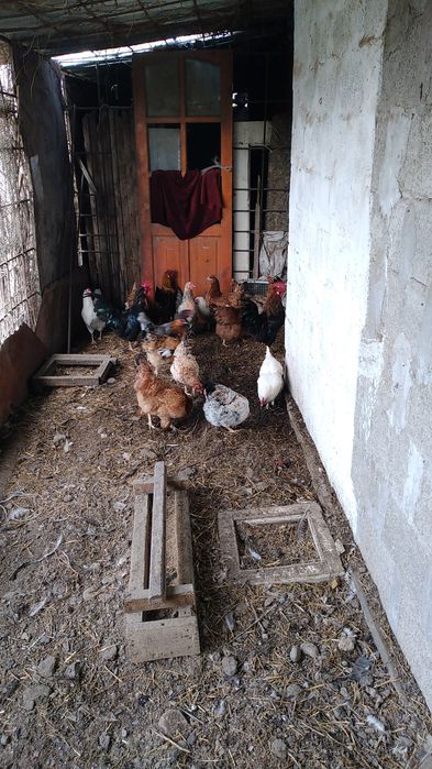 Курицы молодые и красивые