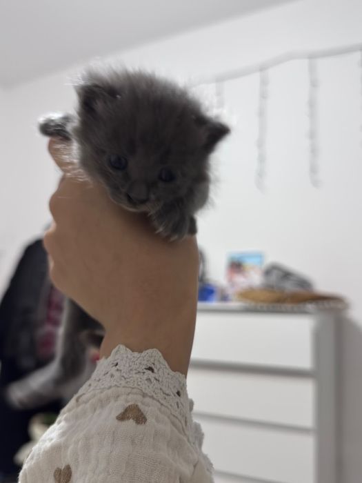 Отдам маленьких котят в добрые руки