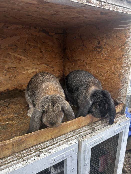 Iepuri berbec german