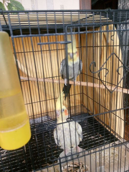 Животные птицы попугаи карелла с клеткой большой пара имеется гнездо и